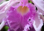 orchid_93147_01.jpg