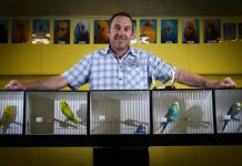 JOIN THE CLUB: Beaut budgies