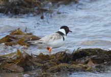 Dogs blamed for plovers’ ‘breeding failure’