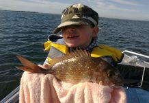 Long weekend of various species around the region