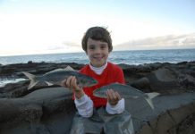 Salmon go big on coast