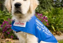 Dogs on trial at Belmont