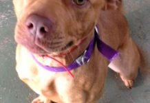 Ruff justice: Dogs’ day in court