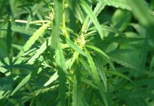 Grovedale arrests over 250 marijuana plants