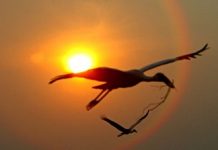 No junkets in Japanese exchange, says Richards