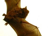 Heat kills Geelong bats, possums