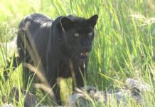 Science teacher backs legend: I saw a ‘big cat’