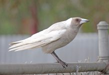 White maggie is ‘one in a million’