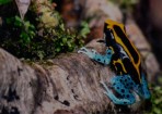 frogs_122741_01.jpg