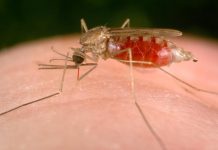Deakin malaria drugs breakthrough