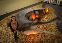 Super-size prehistoric predator crocs in Geelong