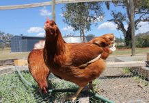 Geelong set to become chook capital of state