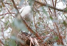Rare albino magpie and babes left homeless