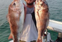 Snapper season kicks into top gear