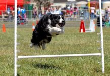Geelong Show off to flying start and forecast is for fine weather