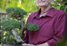 Bonzer bonsai display