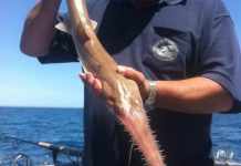 Rare species shock anglers from river to sea