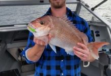 Anglers target Springs for snapper