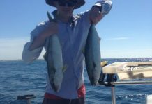 Kingfish hold court on peninsula