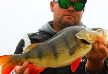 Snapper, flatties, whiting bagged in ‘shelter’ of bay