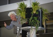 Green hanging high in town centre