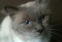 GAWS cat-fight woman bashed in gang assault