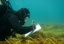 Man-size predator sightings ‘rise’