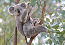 Otways koala cull prompts protection bid