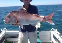 Huge snapper in late appearance