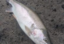 Swan Bay serves up an Easter gift