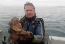 Spit spat brings back shellfish