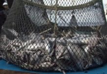 Anglers attack net ban claims