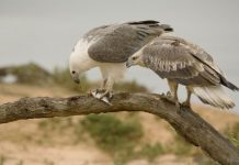 Swan Bay sea eagles at ‘risk’