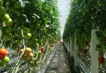 Costa offering targets $500m plus