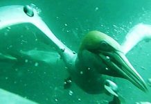 A bird’s-eye view of Port Phillip …