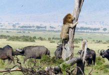 Double take: Heads, locks and feathers