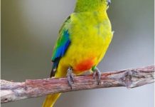 Dying parrot puts $4b Nelson Cove in doubt