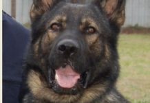 Dogged response by police at Lara