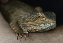 Enter the dragon: bearded Nev just chillin’ out