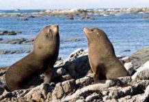 Oil rigs help fur seal revival: Deakin