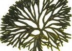 seaweed_141437_01.jpg