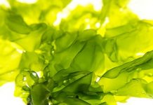 Seaweed: smelly, slimy and an underwater jewel