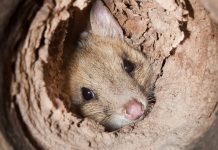Threatened species thriving in our land-ark