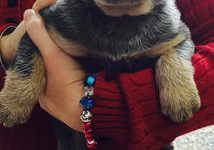 Always there for top pet care