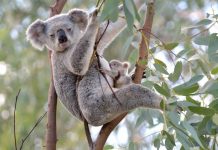 Koala cull concerns