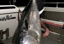 World-class tuna run faster off bay