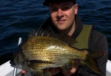 Snapper spring up in numbers