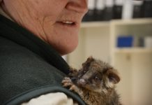 Early sizzle turns up the heat on baby animals