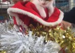 kittens_147629_01.jpeg