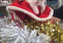‘Kitten tsunami’ flooding shelter